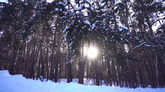 Bright Winter Sun Shining Through Snow Covered Pine Trees in Beautiful Forest