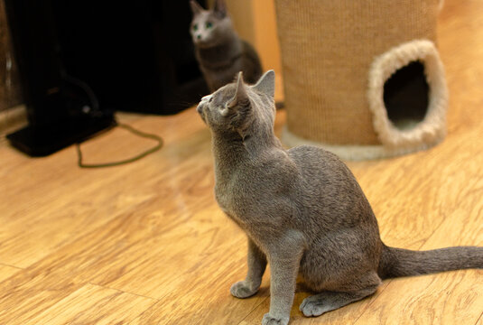 Two Beautiful Russian Blue Cats Playing Together Indoors on Wooden Floor