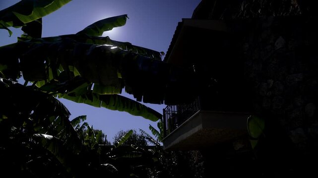 Cinematic night scene with tropical plants and moonlight
