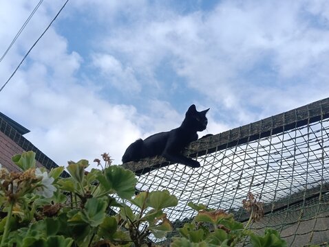 gatto nero su trave in legno con geranio nell'angolo di sinistra e cielo azzurro nuvoloso dietro