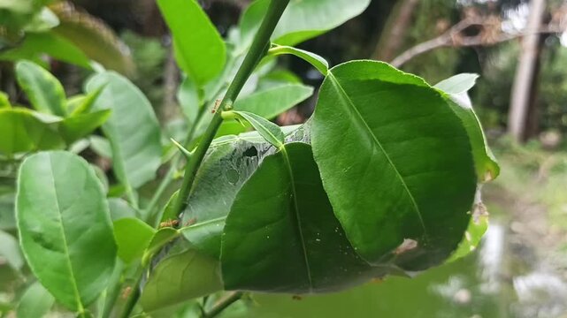 Wildlife macro video showing red weaver ants moving on their nest made of woven green leaves and white silk threads. Beautiful natural sunlight and blurred background