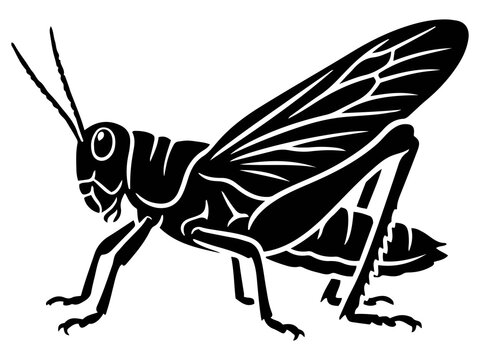 Wild Locust Insect Vector, Detailed Grasshopper Pests Graphic