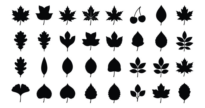 A collection of various black leaf silhouettes isolated on a white background featuring different tree species for botanical design and nature graphic