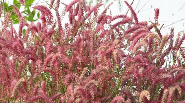 Cenchrus pedicellatus grass. This is an indigenous grass of&nbsp;Ethiopia&nbsp;of the&nbsp;monocot&nbsp;angiosperm&nbsp;plant family&nbsp;Poaceae. Its common names desho,&nbsp;annual kyasuwa grass, bare grass, &nbsp;deenanath grass.