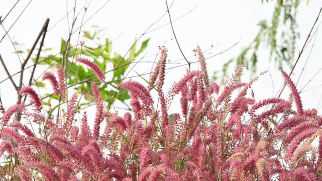 Cenchrus pedicellatus grass. This is an indigenous grass of&nbsp;Ethiopia&nbsp;of the&nbsp;monocot&nbsp;angiosperm&nbsp;plant family&nbsp;Poaceae. Its common names desho,&nbsp;annual kyasuwa grass, bare grass, &nbsp;deenanath grass.