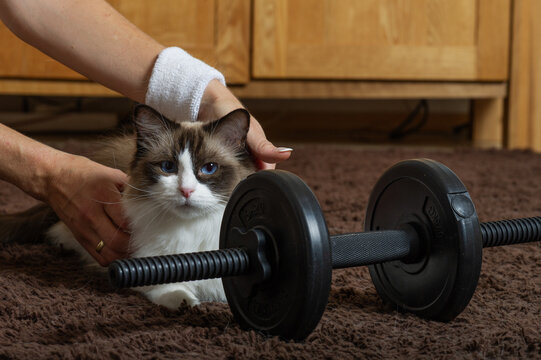 Anh&auml;ngliche Ragdoll Katze m&ouml;chte beim Sport dabei sein
