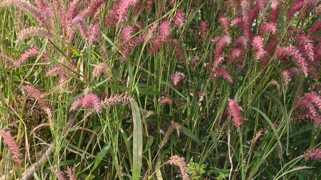 Cenchrus pedicellatus grass. This is an indigenous grass of&nbsp;Ethiopia&nbsp;of the&nbsp;monocot&nbsp;angiosperm&nbsp;plant family&nbsp;Poaceae. Its common names desho,&nbsp;annual kyasuwa grass, bare grass, &nbsp;deenanath grass.