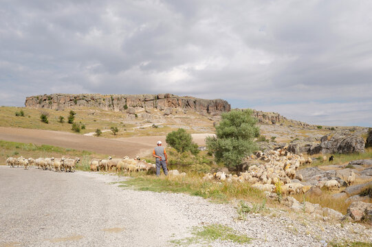 Shepherd with a flock of sheep grazing in a meadow