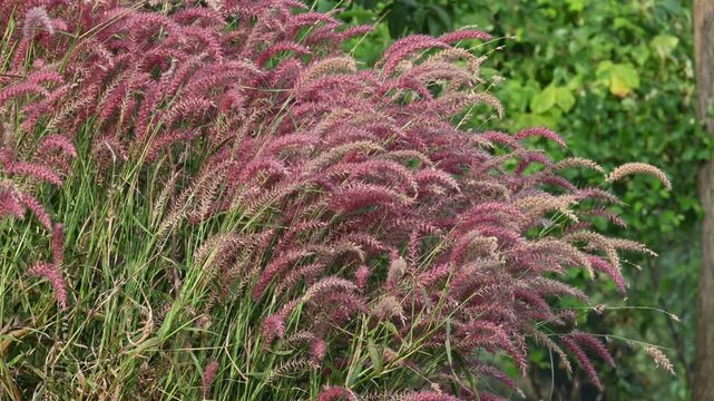 Cenchrus pedicellatus grass. This is an indigenous grass of&nbsp;Ethiopia&nbsp;of the&nbsp;monocot&nbsp;angiosperm&nbsp;plant family&nbsp;Poaceae. Its common names desho,&nbsp;annual kyasuwa grass, bare grass, &nbsp;deenanath grass.
