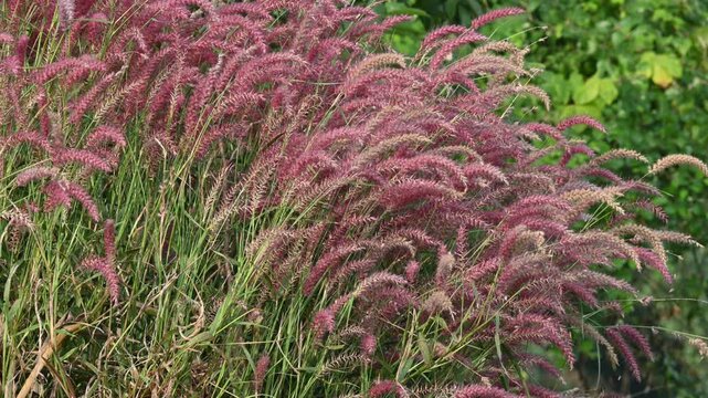 Cenchrus pedicellatus grass. This is an indigenous grass of&nbsp;Ethiopia&nbsp;of the&nbsp;monocot&nbsp;angiosperm&nbsp;plant family&nbsp;Poaceae. Its common names desho,&nbsp;annual kyasuwa grass, bare grass, &nbsp;deenanath grass.