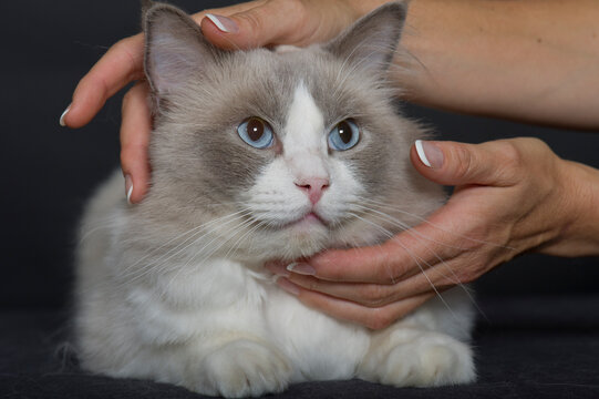 Ragdoll Katze wird getreichelt