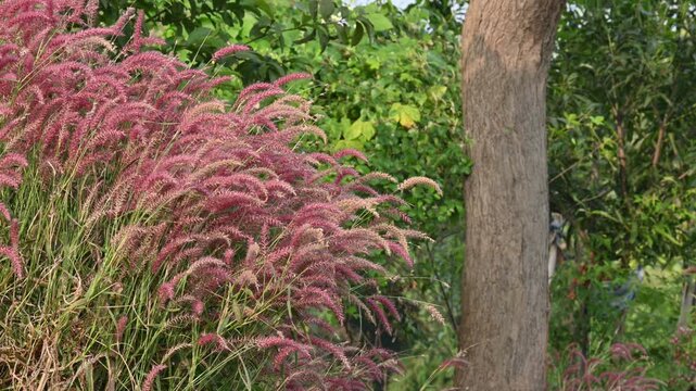 Cenchrus pedicellatus grass. This is an indigenous grass of&nbsp;Ethiopia&nbsp;of the&nbsp;monocot&nbsp;angiosperm&nbsp;plant family&nbsp;Poaceae. Its common names desho,&nbsp;annual kyasuwa grass, bare grass, &nbsp;deenanath grass.