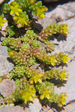 Sedum alpestre