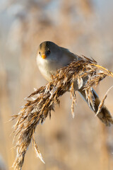 Female Bearded Tit Perched on Reed Feather Stem, Norfolk, UK © Stephen Mace