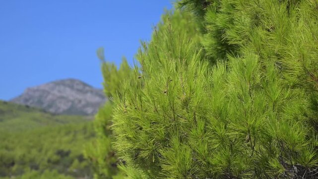 Pine tree by the sea with mountains in the background.
Green pine tree branches, close up.