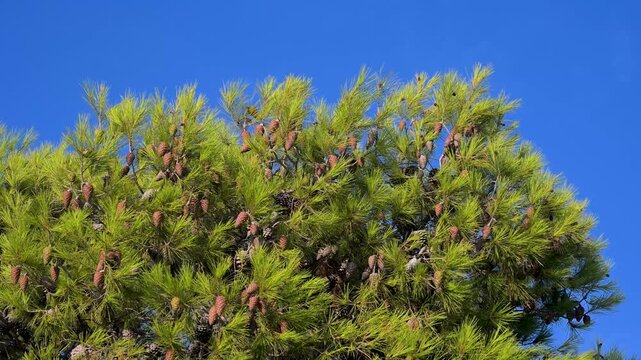 Coastal pine tree branch with green needles and woody cones. Close up of evergreen pine foliage. Pine tree branch with green needle-like branchlets and small woody cones by the coast.