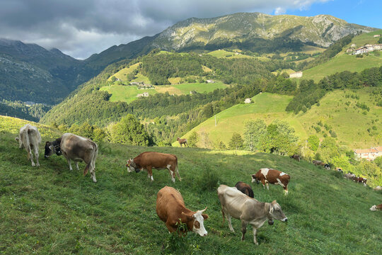 Cows Grazing in a Meadow of Zambla Bassa Mountain Village, Italian Alps, during a Cloudy Summer Day. Beautiful Landscape. Oltre il Colle, Bergamo Province, Italy