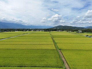 Golden rice fields stretch wide under soft blue skies. Clouds drift lazily above distant, hazy mountains. Tilled paths divide rows of lush, ripening grain. Vast expanse feels peaceful, serene © Masakazu Tokashiki