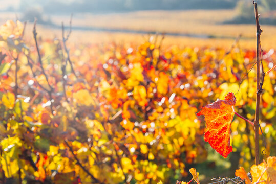 Gros plan sur feuille de vignes orange et jaune en automne. Feuilles automnales de vignes