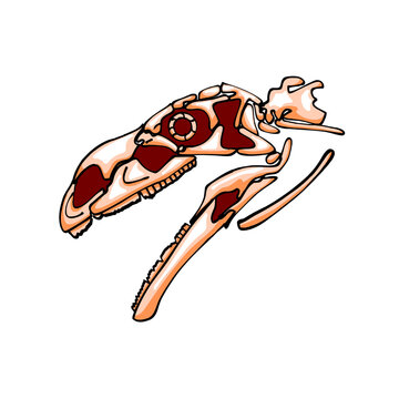 Plateosaurus 