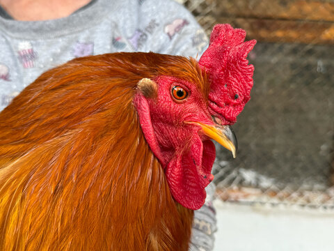 Detailed Close-Up Of Bright Orange Rooster In Side Profile, Showing Vivid Red Comb, Sharp Beak, Glossy Eye, And Rich Feather Texture, With Blurred Child Background And Soft Natural