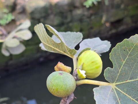 figs on a tree