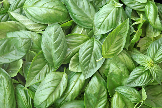 fesleğen fresh basil leaves background