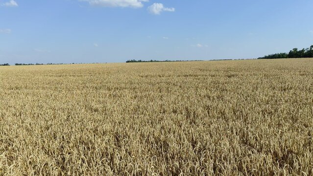 Golden wheat field stretching to the treeline on the horizon under a clear blue sky