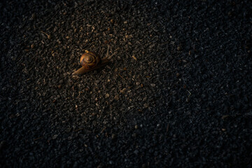 snail on the ground © Catello