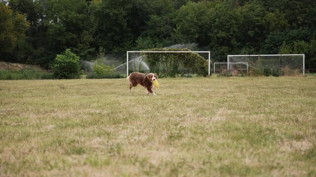 Australian Shepherd runs across a dry field with a yellow frisbee, then drops it and rolls onto its back. Playful footage conveys exercise, joy and carefree pet fun