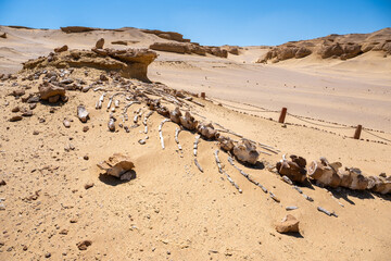 Whale fossils in Wadi Al Hitan inside Sahara Desert in Egypt. © Giannis