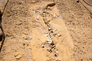 Whale fossils in Wadi Al Hitan inside Sahara Desert in Egypt. © Giannis