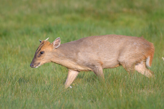 Reeves's Muntjac Deer Walking Across Open Grassland, Norfolk, UK