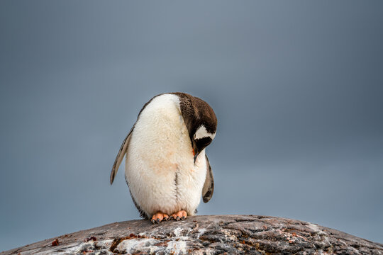 Antarctica, sleeping time for this Gentoo (Papoo ) penguin   at the Jougla Point on Wiencke Island.
