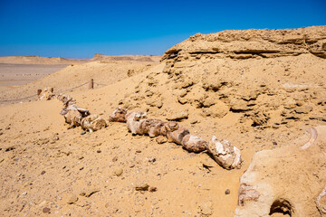 Whale fossils in Wadi Al Hitan inside Sahara Desert in Egypt. © Giannis