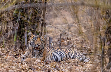 Fototapeta premium Tigress (Panthera tigris) in the forest of bandhavgarh tiger reserve.