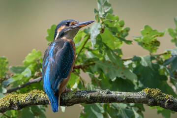 Fototapeta premium Kingfisher Perched Alertly on Slender Branch, Norfolk, UK