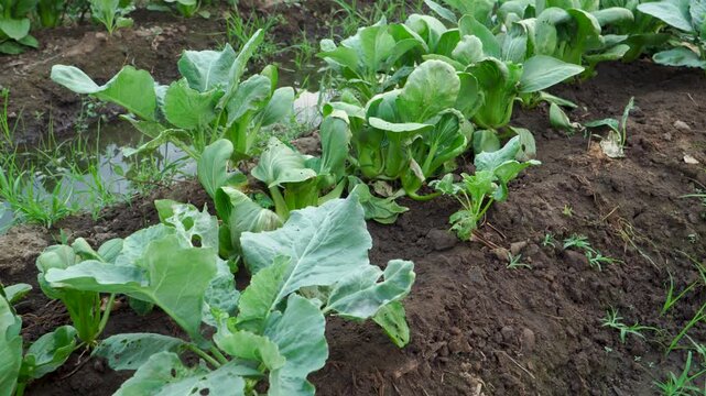 Handheld panning of intercropping pakcoy (Brassica rapa chinensis) and tobacco (Nicotiana tabacum) in a Southeast Asian agricultural field, highlighting sustainable farming and food security.
