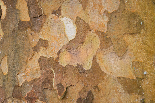 platanus tree mosaic bark seamless background