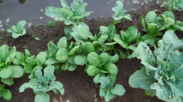 top down view of intercropping pakcoy (Brassica rapa chinensis) and tobacco (Nicotiana tabacum) in a Southeast Asian field, highlighting sustainable farming and food security.