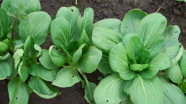 Closeup of detailed pakcoy leaves (Brassica rapa chinensis) in a Southeast Asian agricultural field, highlighting organic food production, sustainable farming, and regional food security.