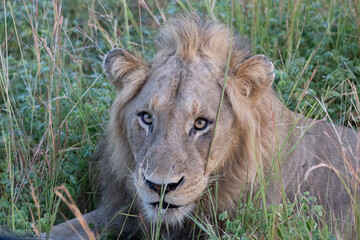 A male lion stares directly into the camera from their position amongst the long spinifex during a safari in South Africa. © Alesha