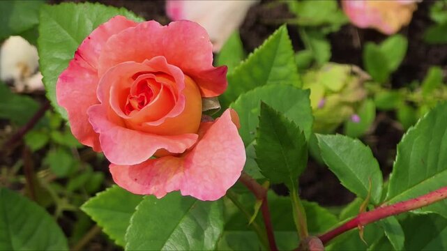 Roses bloom in a garden during spring in a local park