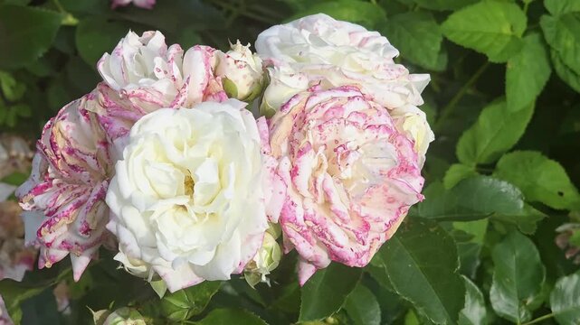 Roses bloom in a garden as sunshine brightens the plants