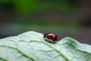 Fototapeta premium Red beetle on fuzzy leaf with black spots, captured in nature with shallow depth of field and soft green background