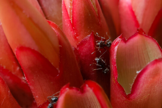 Red bromeliad flower with black ant crawling between layered petals, macro detail highlighting vivid texture and natural tropical garden habitat with dramatic color contrast