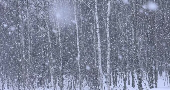 雪降る白樺の森