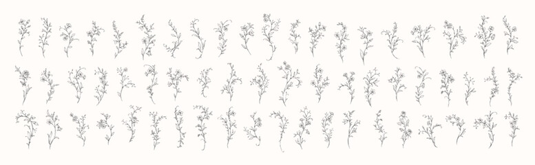 Fototapeta premium Floral whimsical rococo design elements. Vintage flowers and botanical calligraphy for packaging, wedding greeting card