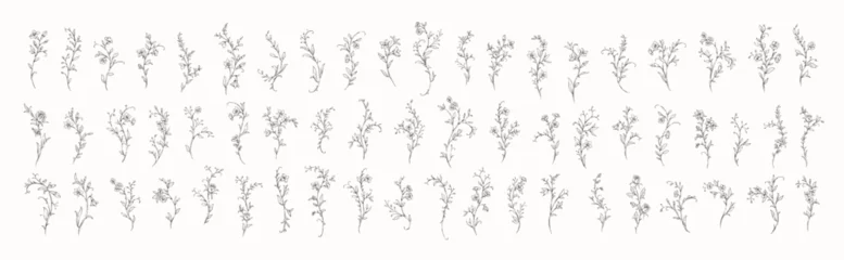 Fotobehang Karaktertjes Floral whimsical rococo design elements. Vintage flowers and botanical calligraphy for packaging, wedding greeting card  © merfin