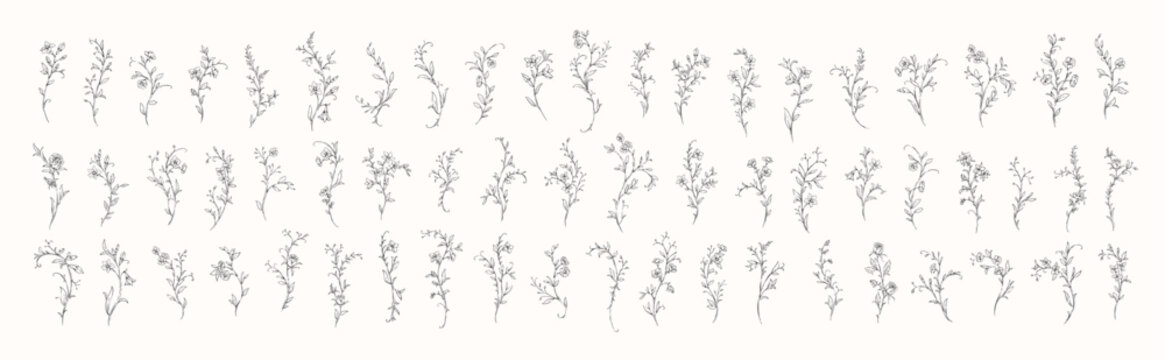 Floral whimsical rococo design elements. Vintage flowers and botanical calligraphy for packaging, wedding greeting card
